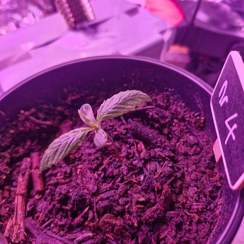 Nr 4 growlog timeline photo
