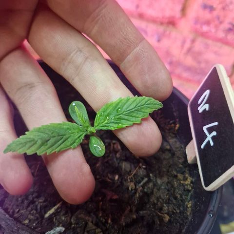 Nr 4 growlog timeline photo