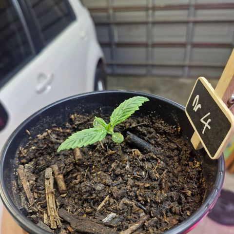 Nr 4 growlog timeline photo