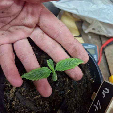 Nr 4 growlog timeline photo