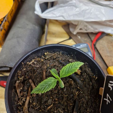 Nr 4 growlog timeline photo