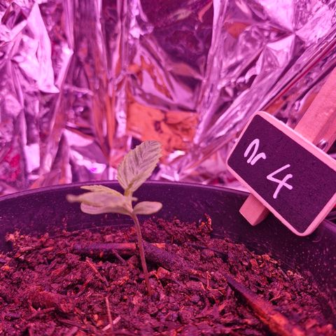 Nr 4 growlog timeline photo