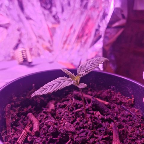 Nr 4 growlog timeline photo