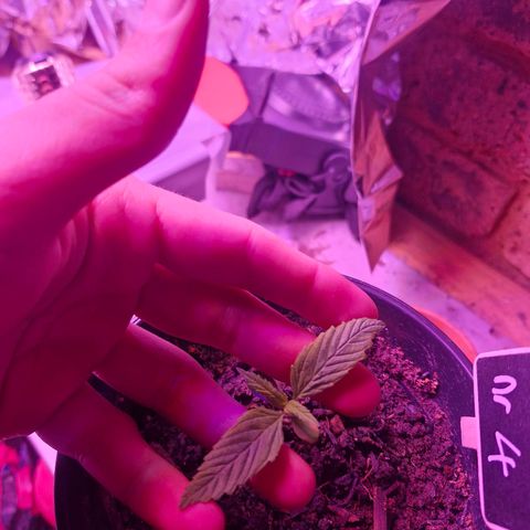 Nr 4 growlog timeline photo