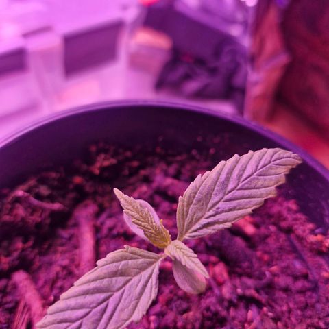 Nr 4 growlog timeline photo