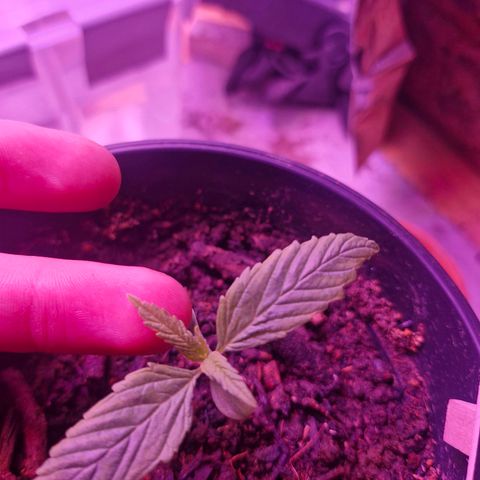Nr 4 growlog timeline photo