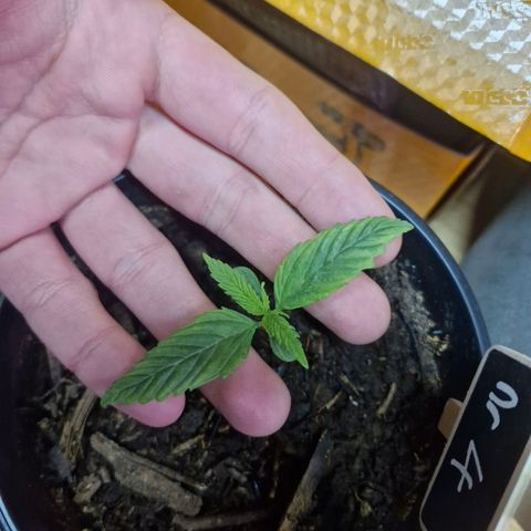 Nr 4 growlog timeline photo