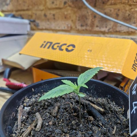 Nr 4 growlog timeline photo