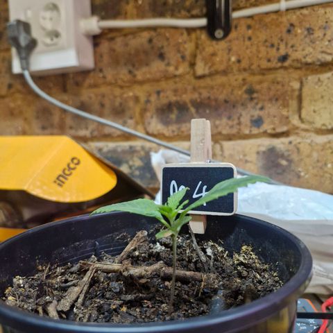 Nr 4 growlog timeline photo