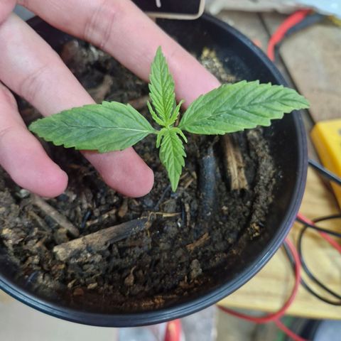 Nr 4 growlog timeline photo