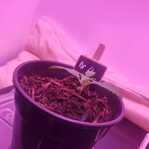 Nr 4 growlog timeline photo
