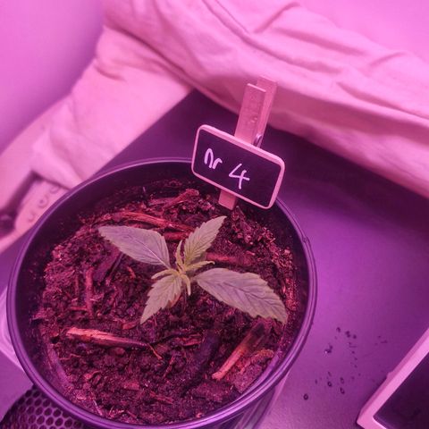 Nr 4 growlog timeline photo