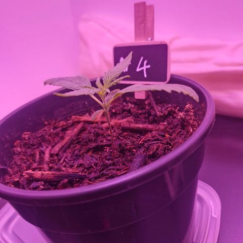 Nr 4 growlog timeline photo