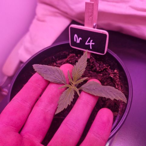 Nr 4 growlog timeline photo