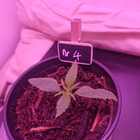 Nr 4 growlog timeline photo