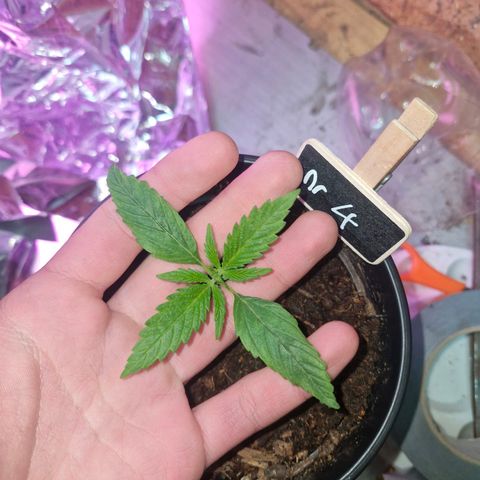 Nr 4 growlog timeline photo