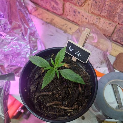 Nr 4 growlog timeline photo