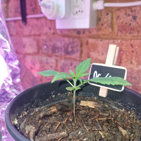 Nr 4 growlog timeline photo