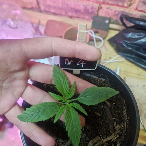 Nr 4 growlog timeline photo