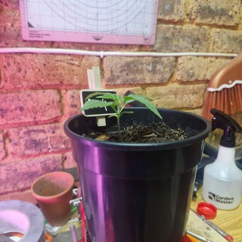 Nr 4 growlog timeline photo