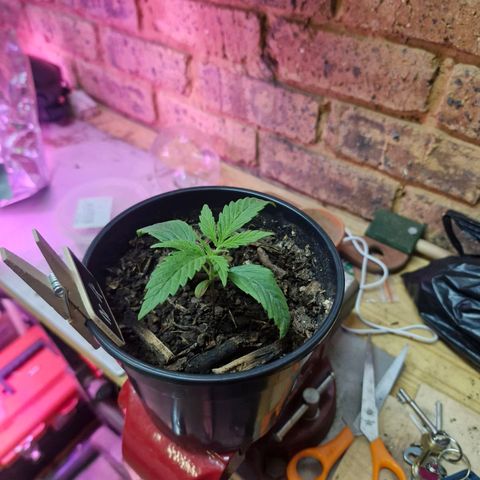 Nr 4 growlog timeline photo