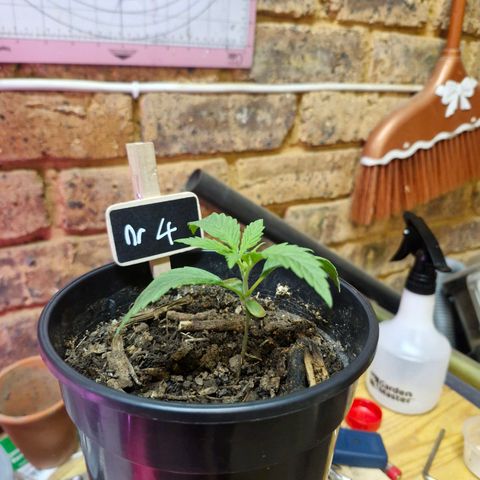 Nr 4 growlog timeline photo