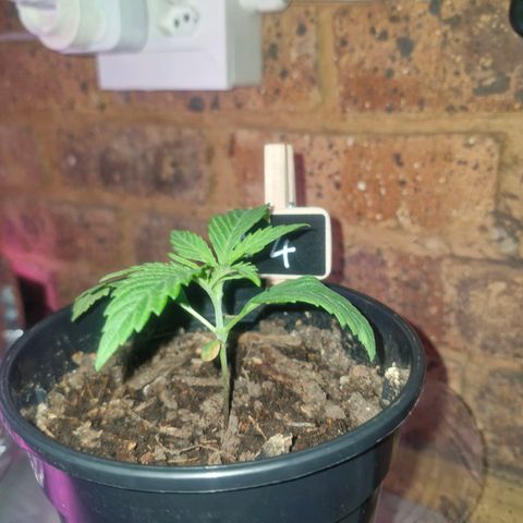 Nr 4 growlog timeline photo