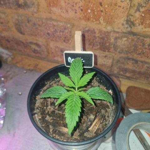 Nr 4 growlog timeline photo