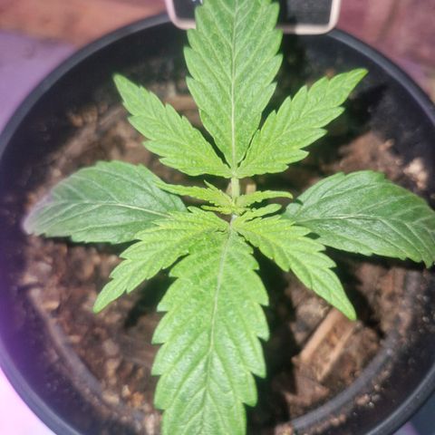 Nr 4 growlog timeline photo