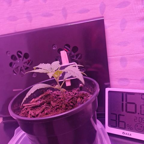 Nr 4 growlog timeline photo