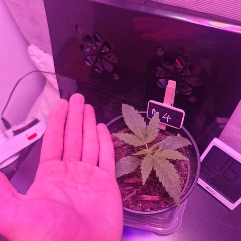 Nr 4 growlog timeline photo