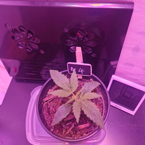 Nr 4 growlog timeline photo