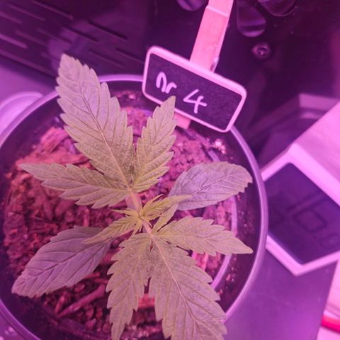 Nr 4 growlog photo: One of the 3 finger leaves made an unsymmetrical 4 leaf 
Very interesting 