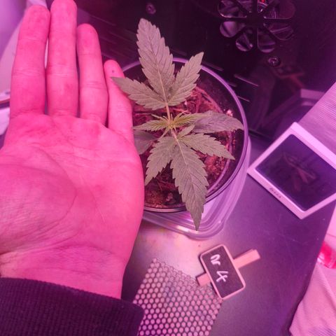 Nr 4 growlog timeline photo