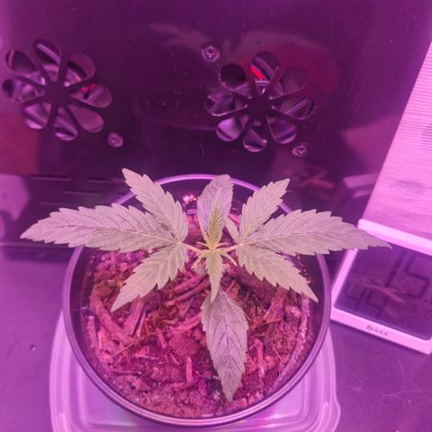 Nr 4 growlog timeline photo