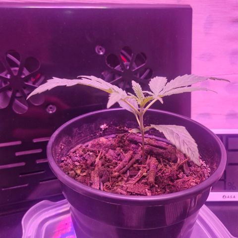 Nr 4 growlog timeline photo