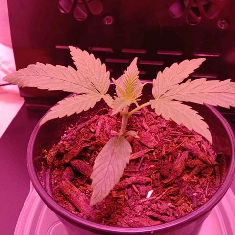 Nr 4 growlog timeline photo