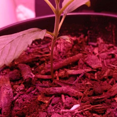 Nr 4 growlog timeline photo