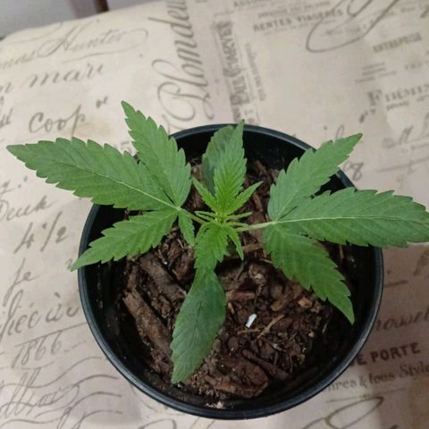 Nr 4 growlog timeline photo