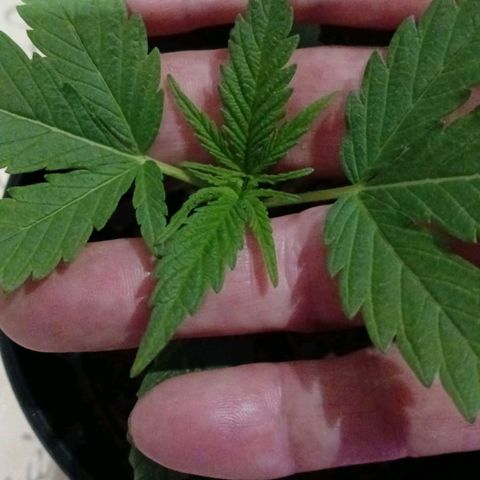 Nr 4 growlog timeline photo