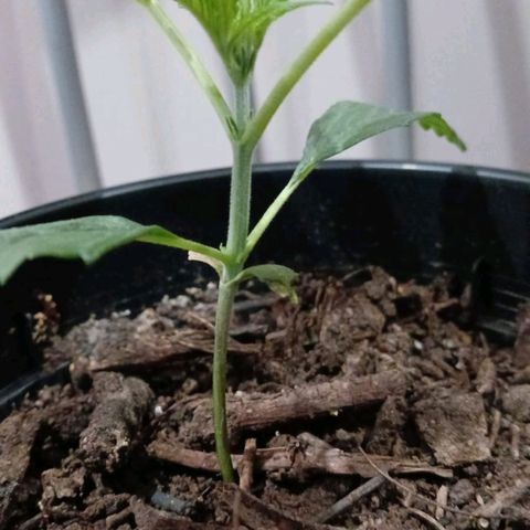 Nr 4 growlog timeline photo