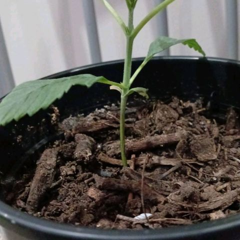 Nr 4 growlog timeline photo