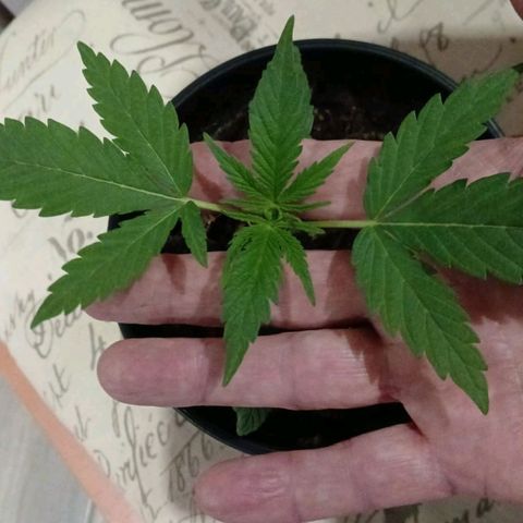 Nr 4 growlog timeline photo