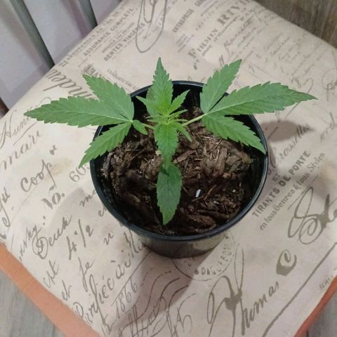 Nr 4 growlog timeline photo