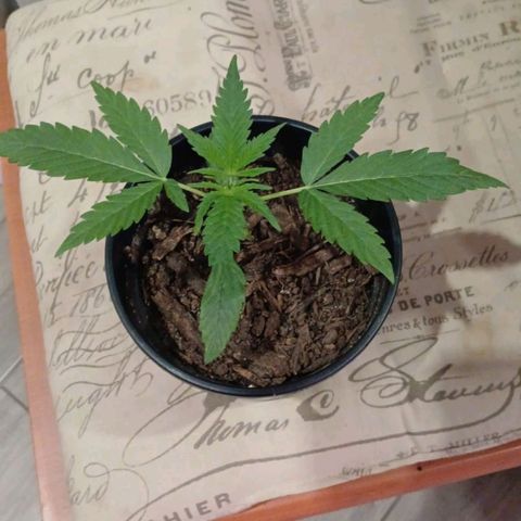 Nr 4 growlog timeline photo