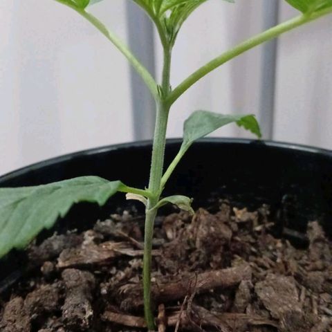 Nr 4 growlog timeline photo