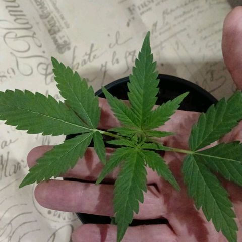 Nr 4 growlog timeline photo