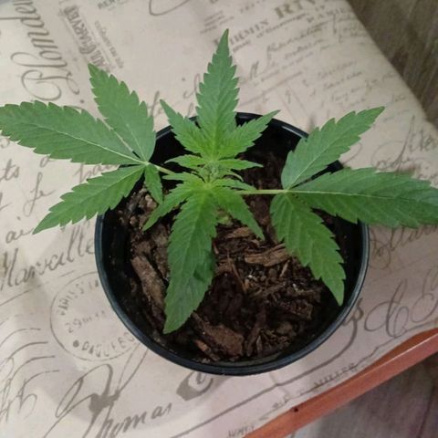 Nr 4 growlog timeline photo