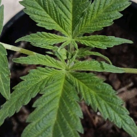 Nr 4 growlog timeline photo