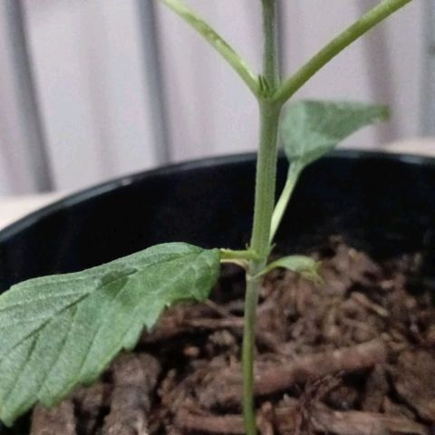 Nr 4 growlog timeline photo
